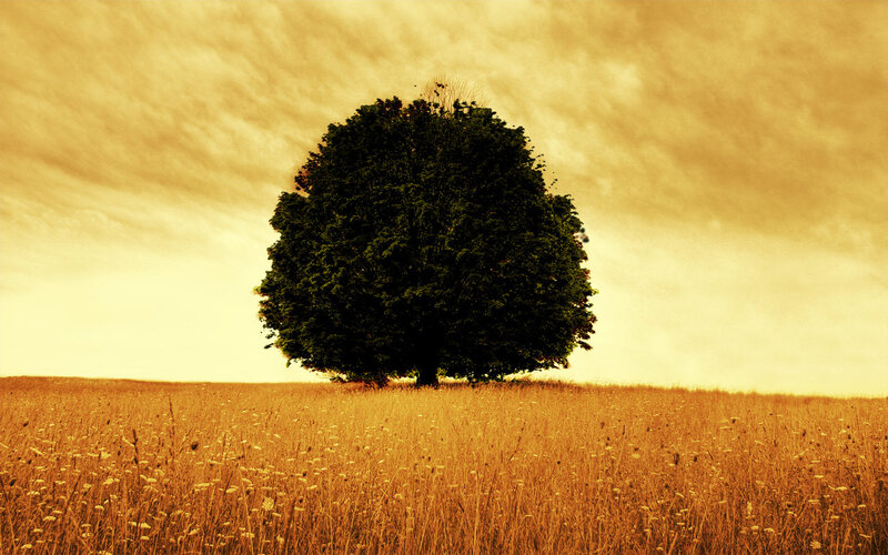 solitary tree in golden field