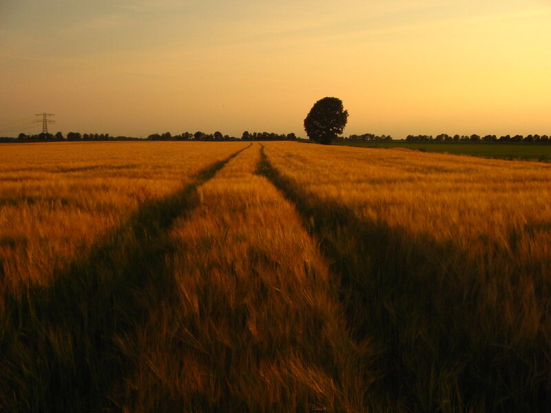 Solitary tree in golden field