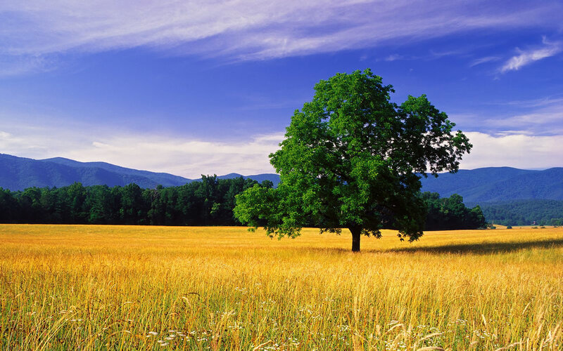 Solitary tree in golden field