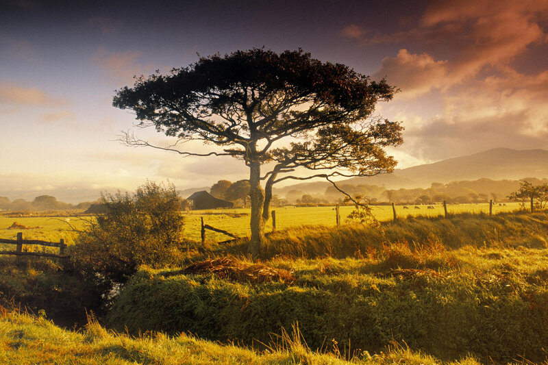 Solitary tree in golden field
