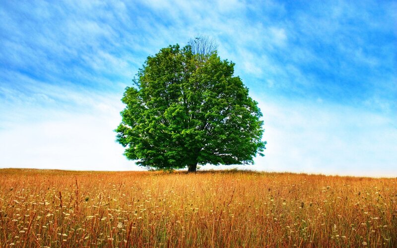 solitary tree in golden field