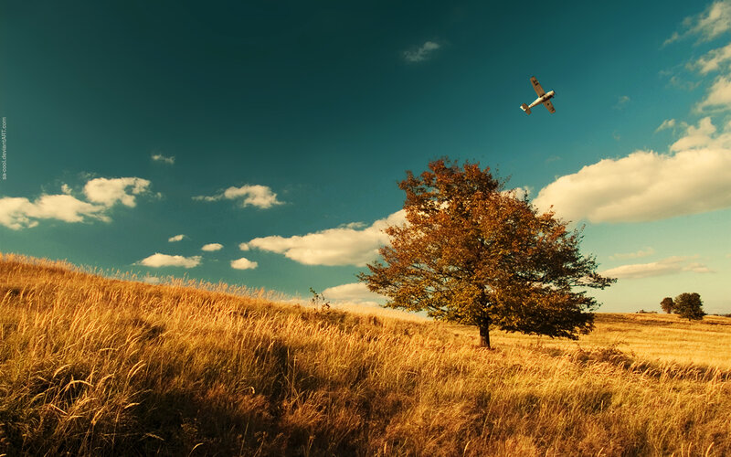 Solitary tree in golden field