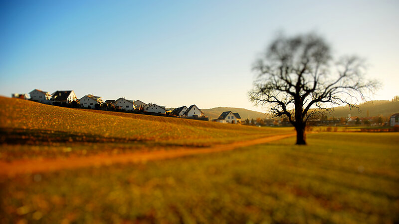 solitary tree in golden field