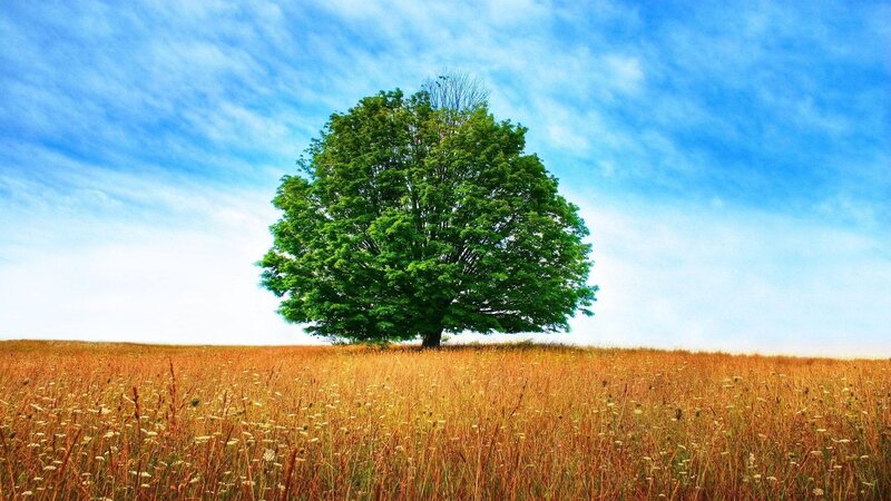 solitary tree in golden field