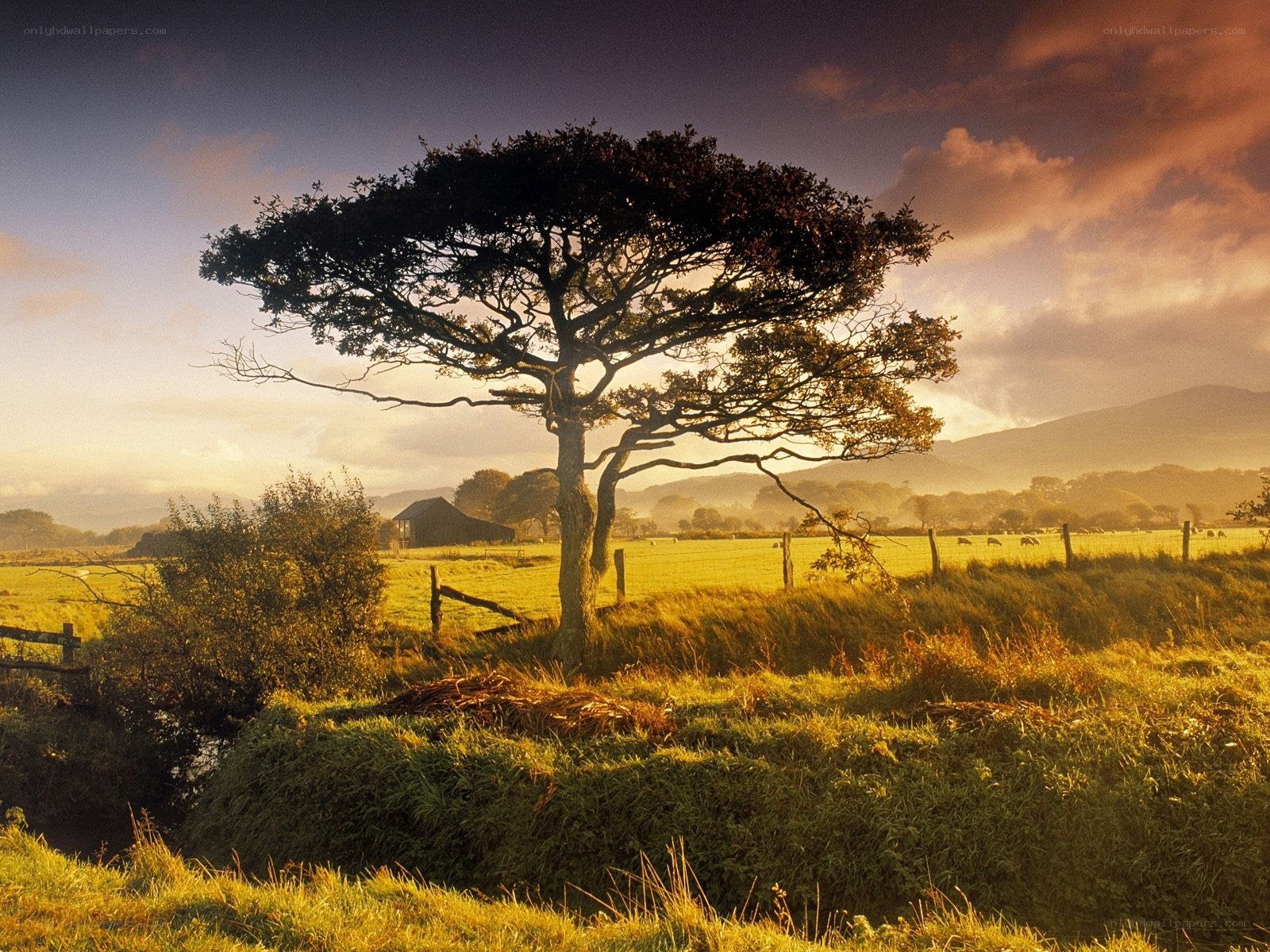 Solitary tree in golden field