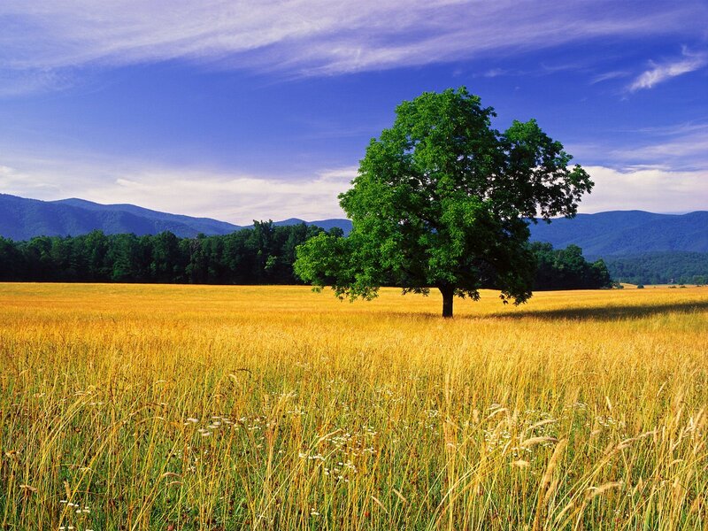 Solitary tree in golden field