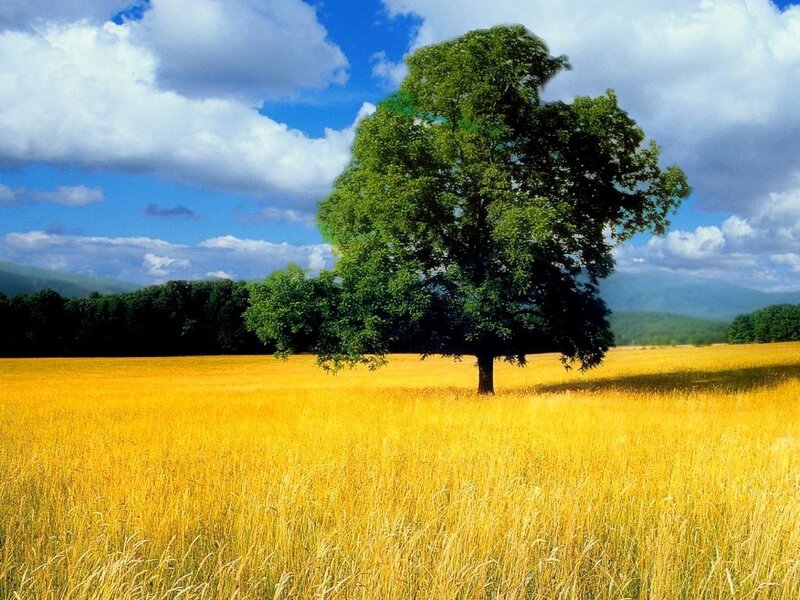 Solitary tree in golden field