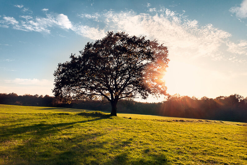 Solitary tree in golden field