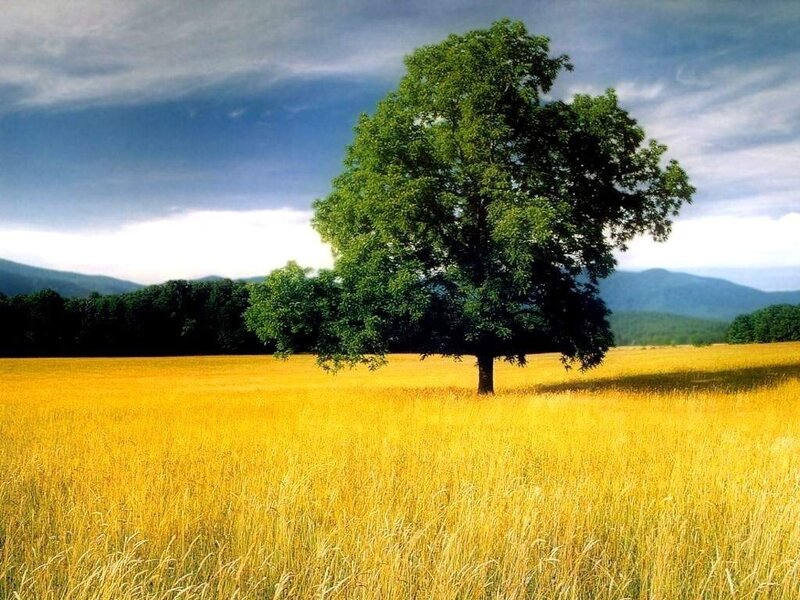 solitary tree in golden field