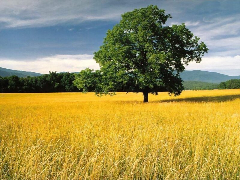 Solitary tree in golden field