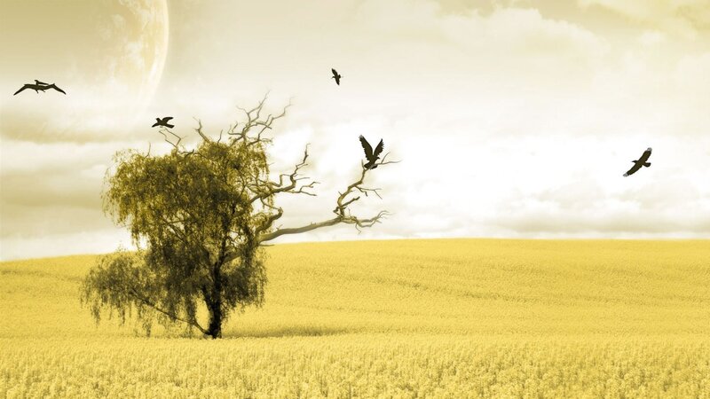 solitary tree in golden field