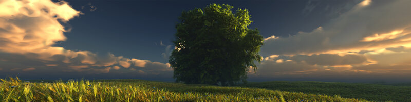 Solitary tree in golden field
