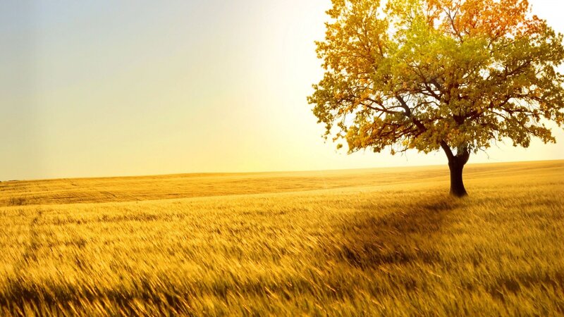 solitary tree in golden field