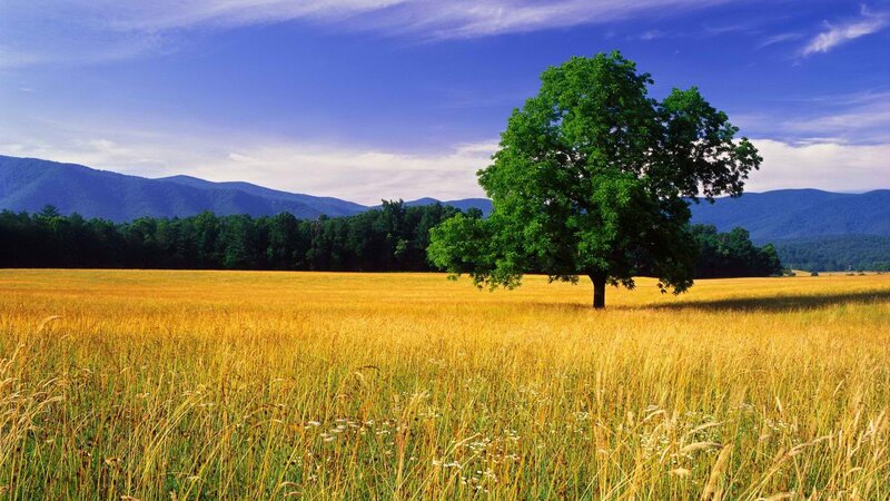 solitary tree in golden field