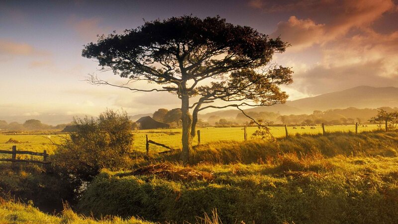 Solitary tree in golden field