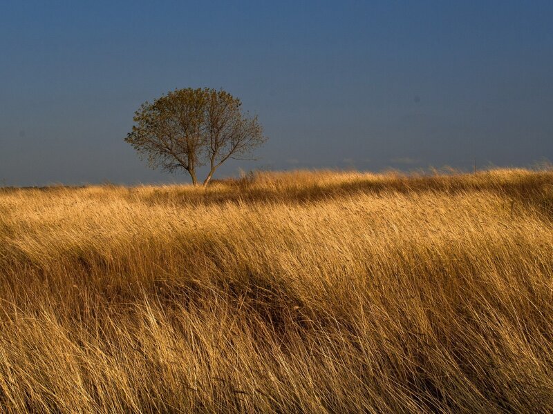 solitary tree in golden field