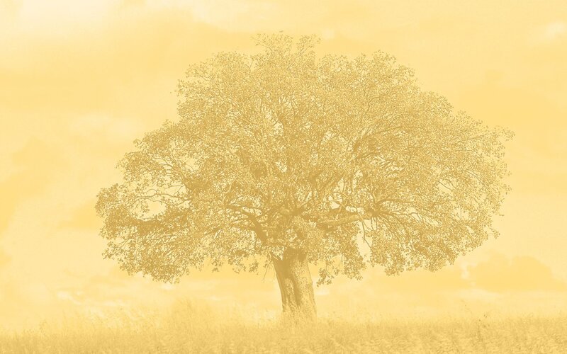 solitary tree in golden field