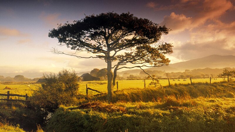 Solitary tree in golden field