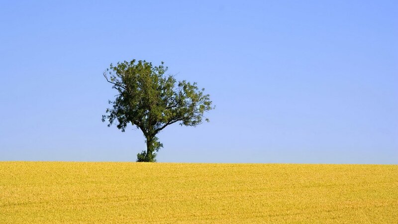 solitary tree in golden field