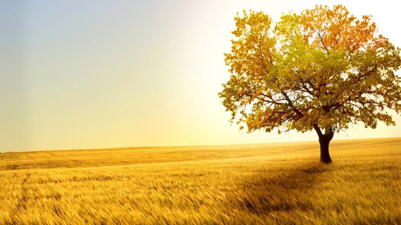 solitary tree in golden field