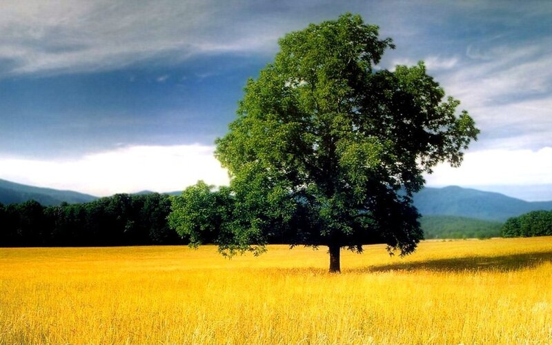 solitary tree in golden field