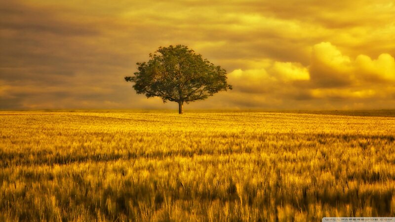 solitary tree in golden field