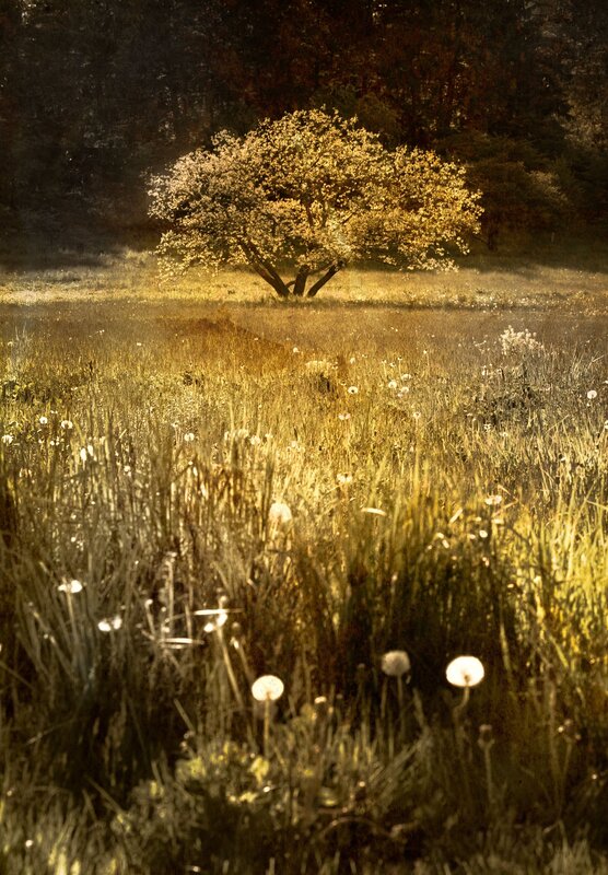 Solitary tree in golden field