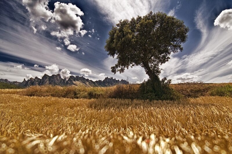 Solitary tree in golden field