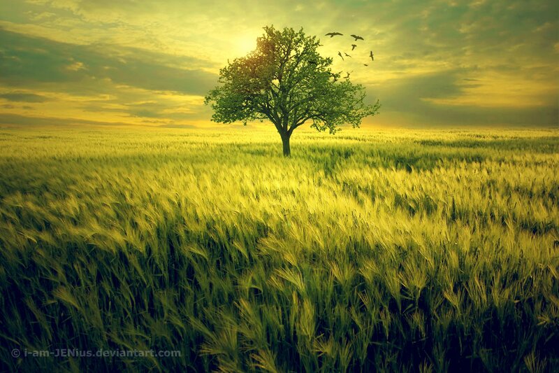 solitary tree in golden field