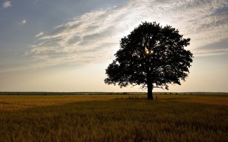solitary tree in golden field