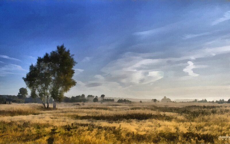 Solitary tree in golden field