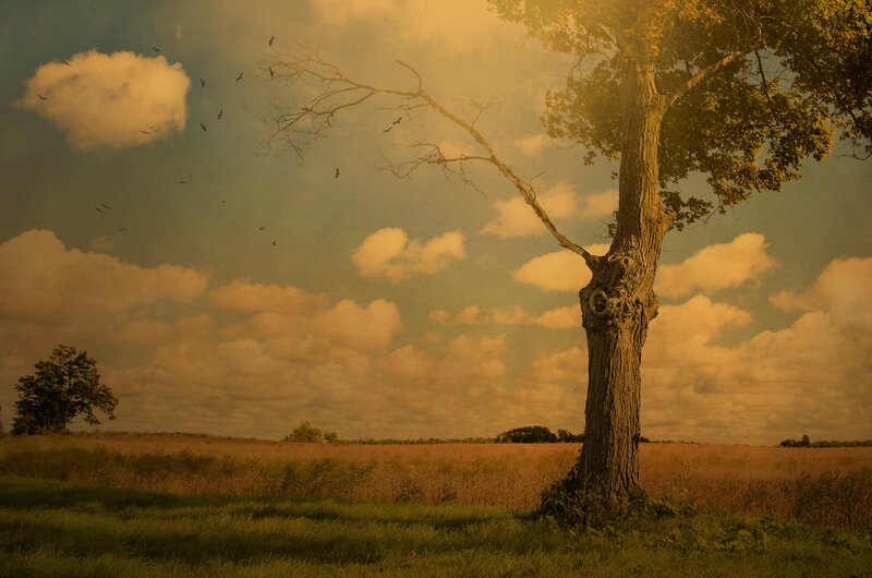 Solitary tree in golden field