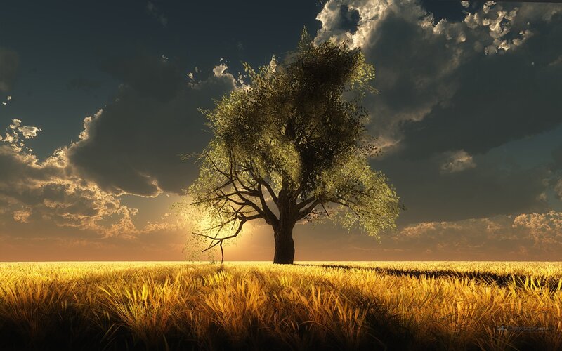 solitary tree in golden field