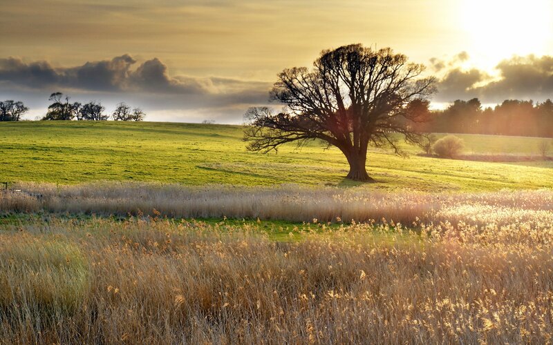 Solitary tree in golden field