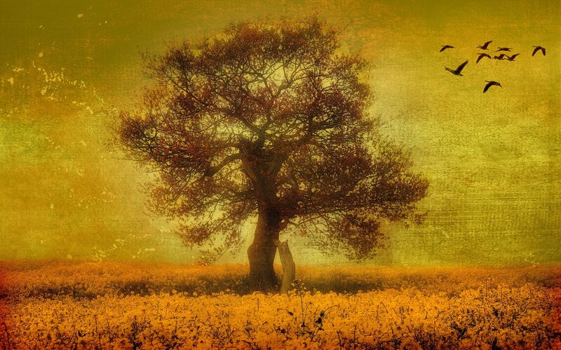 solitary tree in golden field