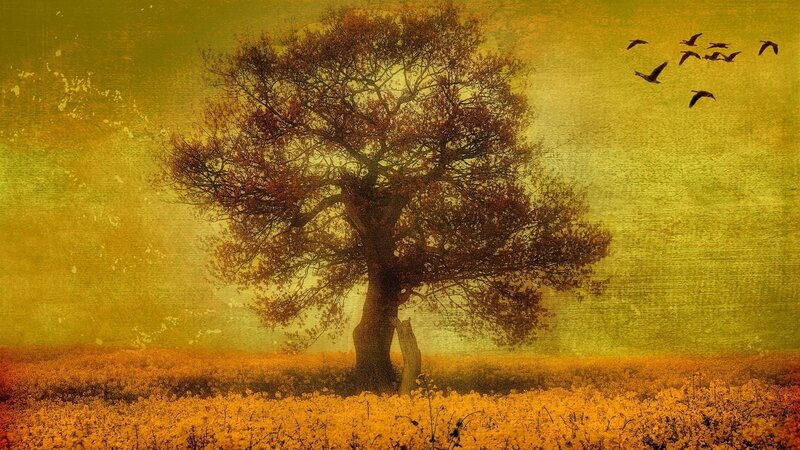 solitary tree in golden field