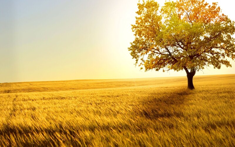 solitary tree in golden field