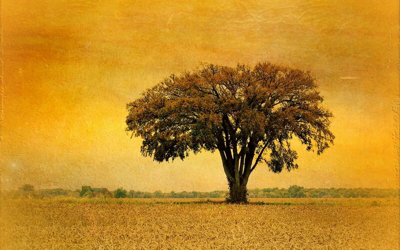 solitary tree in golden field
