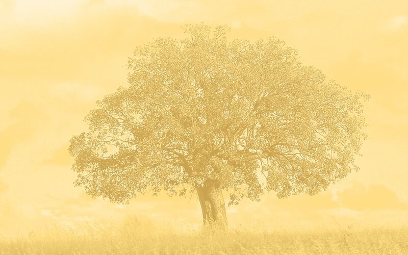 solitary tree in golden field