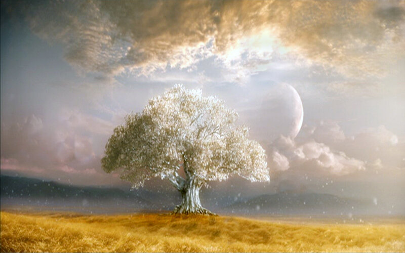 solitary tree in golden field