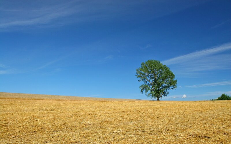 Solitary tree in golden field