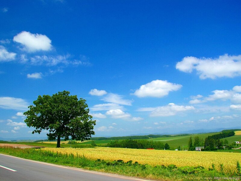 Solitary tree in golden field