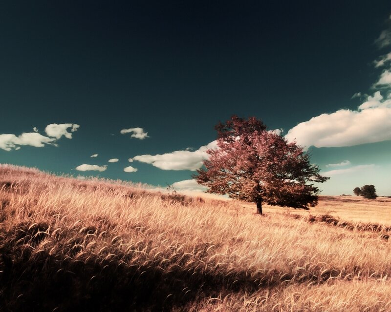 solitary tree in golden field