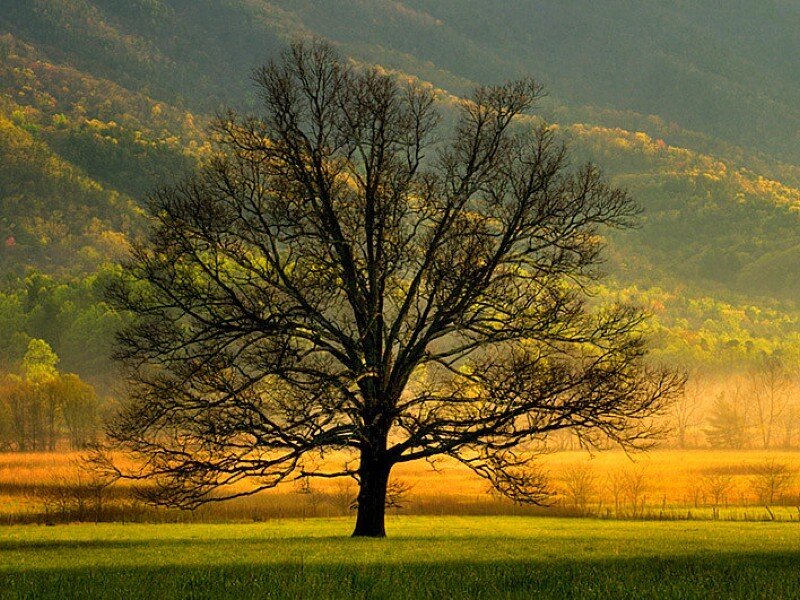 Solitary tree in golden field