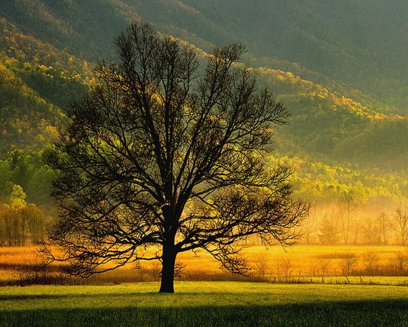 Solitary tree in golden field