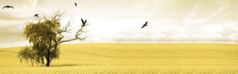 solitary tree in golden field