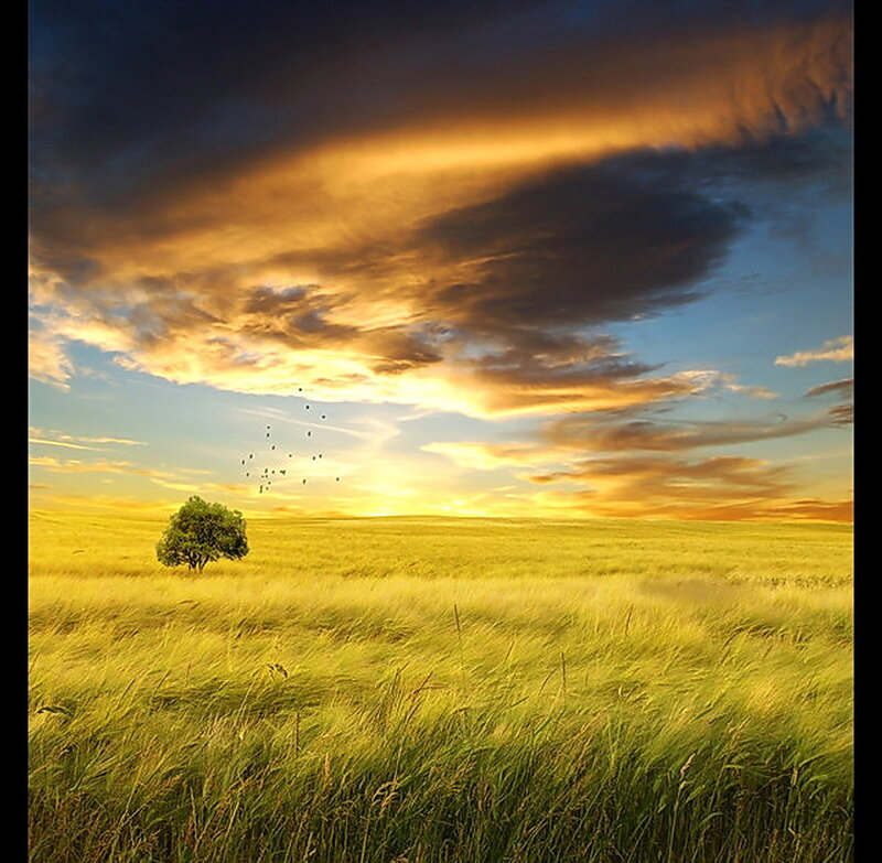 Solitary tree in golden field