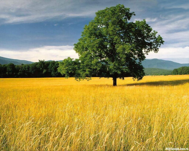 Solitary tree in golden field