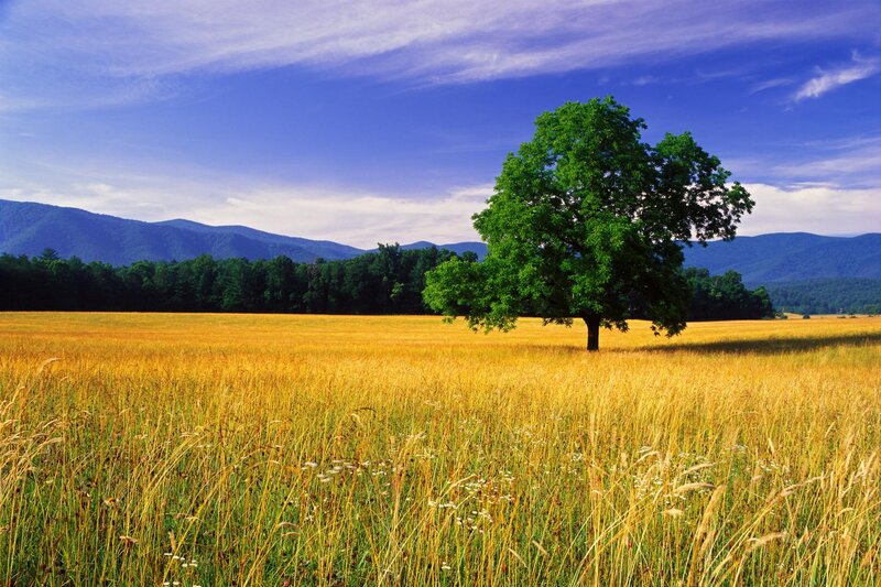 Solitary tree in golden field