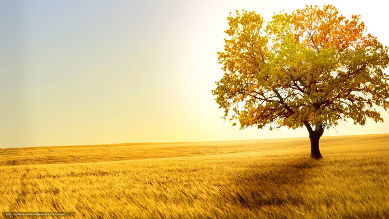 solitary tree in golden field